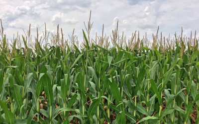 Sacrificing Freedom for Ethanol Corn Subsidies
